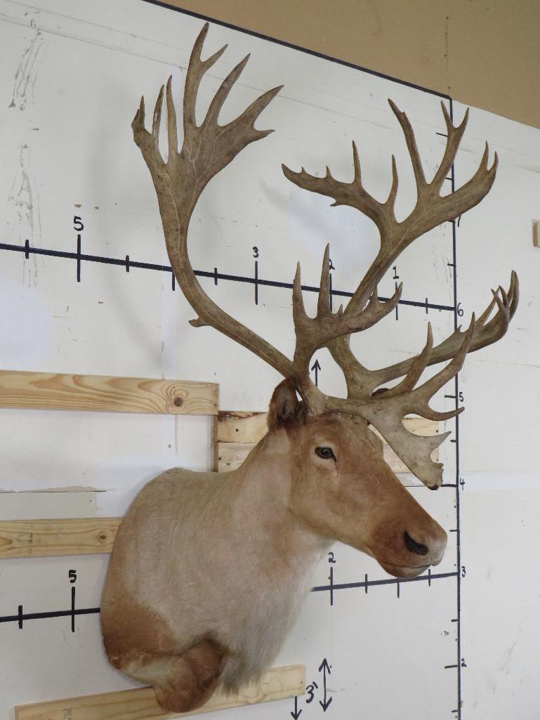 Really Nice Caribou Sh Mt TAXIDERMY