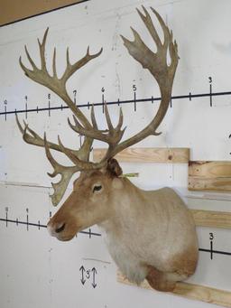 Really Nice Caribou Sh Mt TAXIDERMY