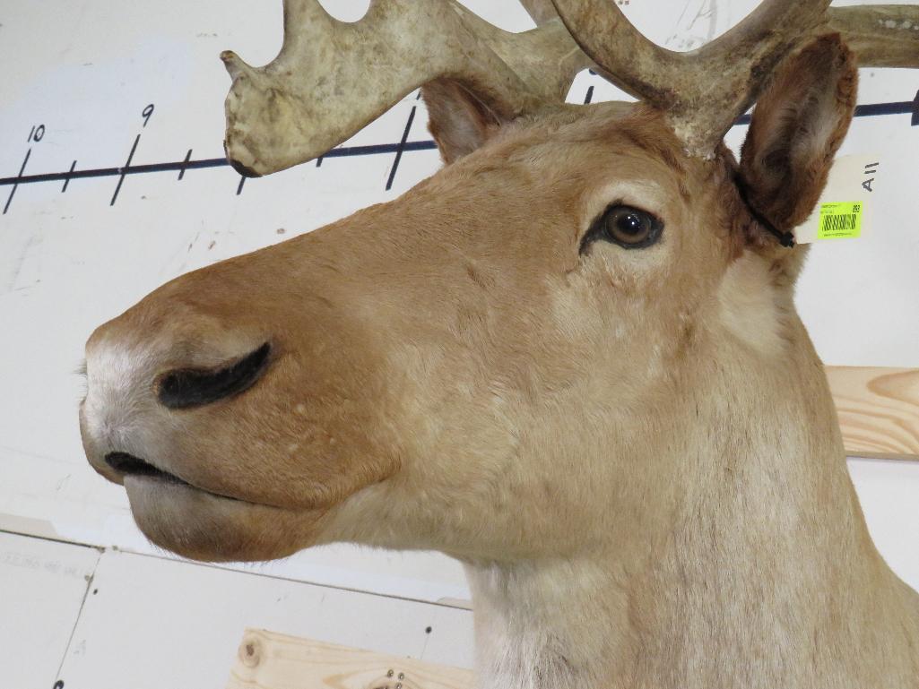 Really Nice Caribou Sh Mt TAXIDERMY