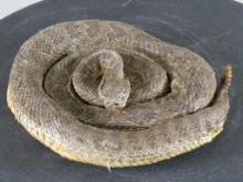 New Lifesize Coiled Prairie Rattlesnake TAXIDERMY