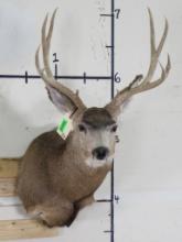 Mule Deer Sh Mt TAXIDERMY