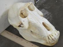 Baboon Skull w/All Teeth, Jaw is glued shut TAXIDERMY