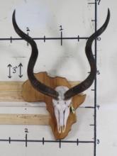 Nice Kudu Skull on Africa Shaped Plaque w/Fixed Horns(non removable) TAXIDERMY
