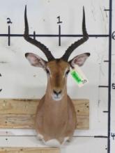 Nice Impala Sh Mt TAXIDERMY