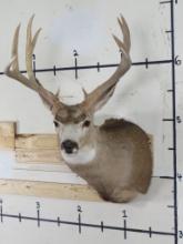 10pt Mule Deer Sh Mt TAXIDERMY