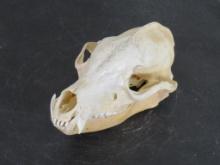 Very Nice Rarely Seen Aardwolf Skull w/All Teeth & Wired Jaw TAXIDERMY