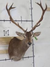 Red Stag Sh Mt TAXIDERMY