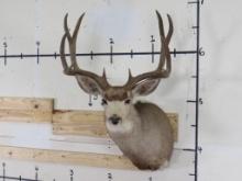 13 Pt Mule Deer Sh Mt w/24.25" Spread TAXIDERMY