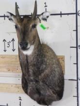 Nilgai Sh Mt TAXIDERMY