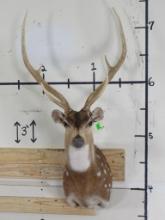 Nice/Clean Axis Deer Sh Mt TAXIDERMY