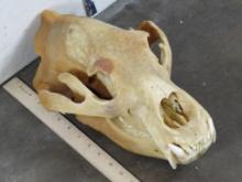 Very Nice XL Brown Bear Skull w/All teeth & Wired Jaw TAXIDERMY