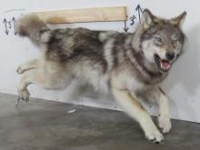Really Nice Lifesize Running Female Wolf on a bolt, High Quality