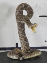 New Lifesize Striking Diamond Rattlesnake TAXIDERMY