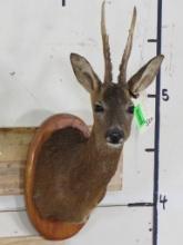 Nice Roe Deer Sh Mt on Plaque TAXIDERMY