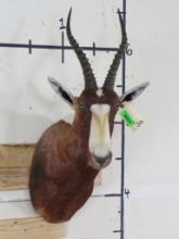 Nice/Clean Blesbok Sh Mt TAXIDERMY