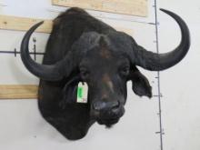 Older Cape Buffalo Sh Mt w/41 1/2" Spread TAXIDERMY