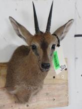 Duiker Sh Mt TAXIDERMY