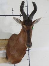 Nice Red Hartebeest Sh Mt TAXIDERMY