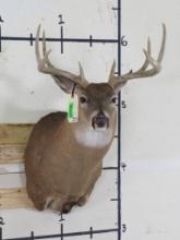 Nice 8 Pt Whitetail Sh Mt w/21.25" Spread TAXIDERMY