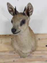 Older Grysbok Sh Mt TAXIDERMY