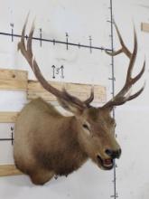 Elk Sh Mt TAXIDERMY