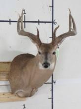 9Pt Whitetail Sh Mt TAXIDERMY