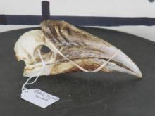White-Thighed (Female) Hornbill Skull TAXIDERMY