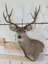 10pt Mule Deer Wall Pedestal, Antlers are a little loose TAXIDERMY