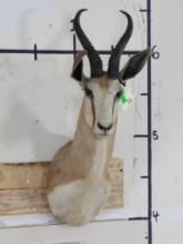 Older Springbok Sh Mt TAXIDERMY