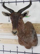 Older Tsessebe Sh Mt -Rough TAXIDERMY