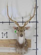 Axis Sh Mt TAXIDERMY