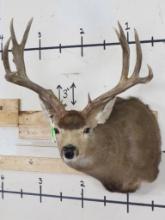 Mule Deer Sh Mt w/27" Spread TAXIDERMY