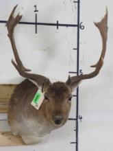 Chocolate Fallow Deer Sh Mt TAXIDERMY