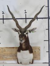 Blackbuck Sh Mt TAXIDERMY