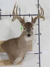 12 Pt Whitetail Wall Pedestal TAXIDERMY