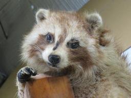 Cute Derpy Raccoon on a Tree Branch -Missing some hair, older mt TAXIDERMY