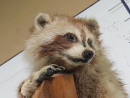 Cute Derpy Raccoon on a Tree Branch -Missing some hair, older mt TAXIDERMY