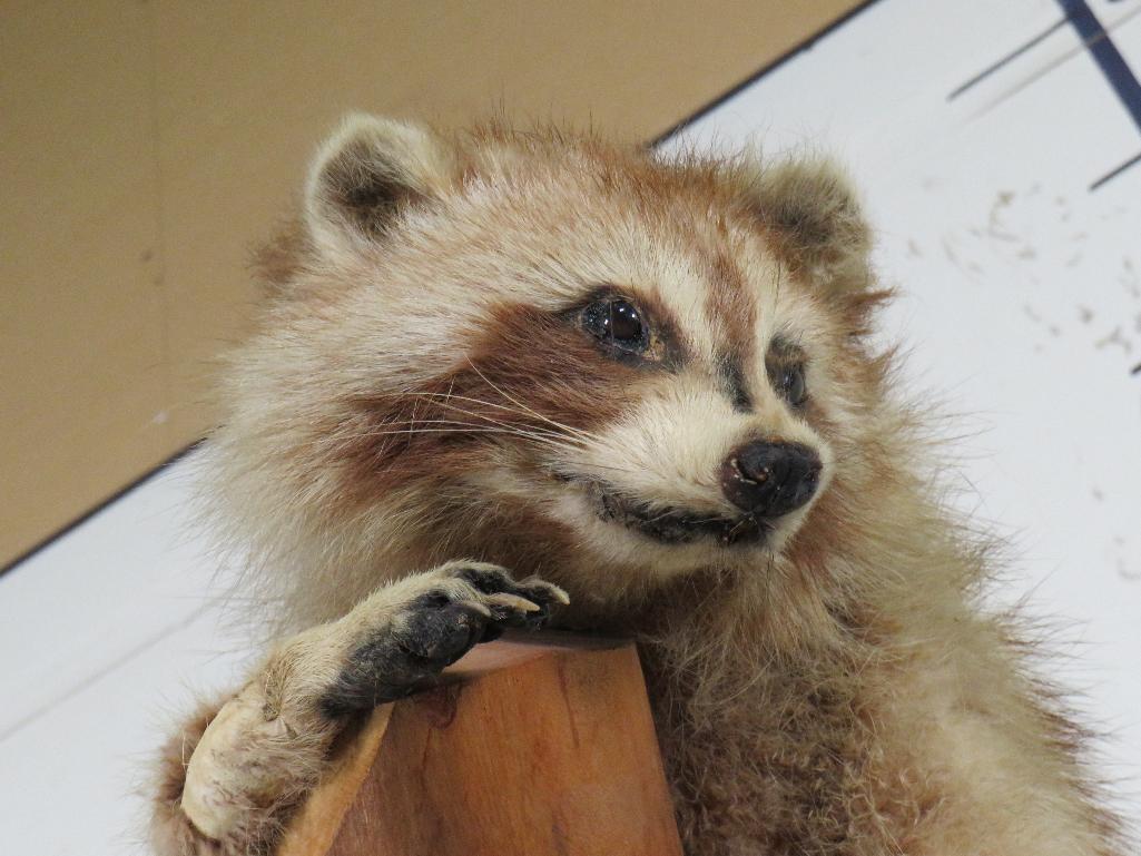 Cute Derpy Raccoon on a Tree Branch -Missing some hair, older mt TAXIDERMY