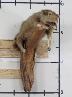 Cute Derpy Raccoon on a Tree Branch -Missing some hair, older mt TAXIDERMY