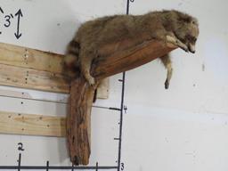 Cute Derpy Raccoon on a Tree Branch -Missing some hair, older mt TAXIDERMY