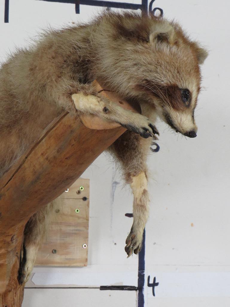 Cute Derpy Raccoon on a Tree Branch -Missing some hair, older mt TAXIDERMY