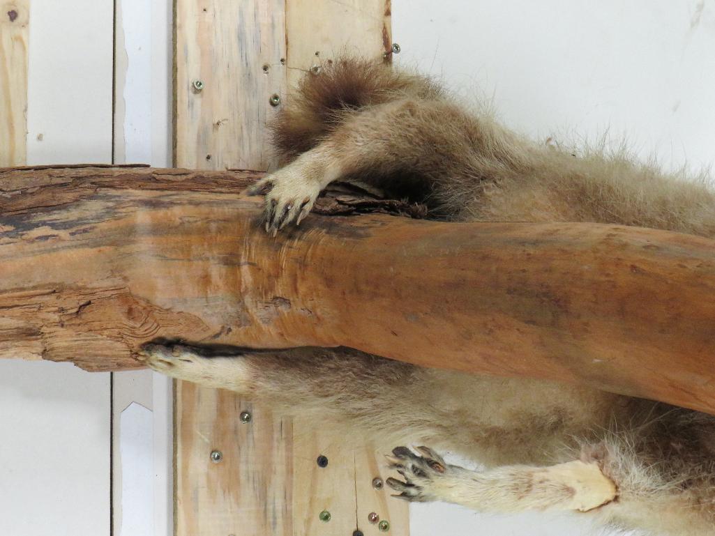 Cute Derpy Raccoon on a Tree Branch -Missing some hair, older mt TAXIDERMY