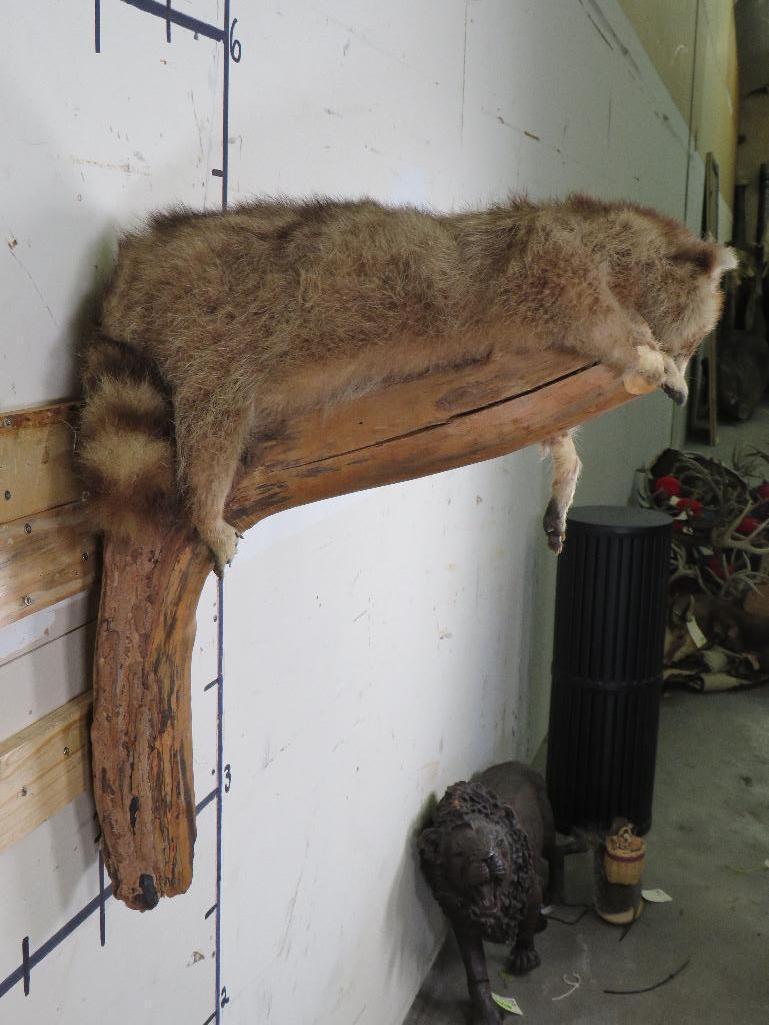 Cute Derpy Raccoon on a Tree Branch -Missing some hair, older mt TAXIDERMY