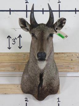 Nilgai Sh Mt TAXIDERMY