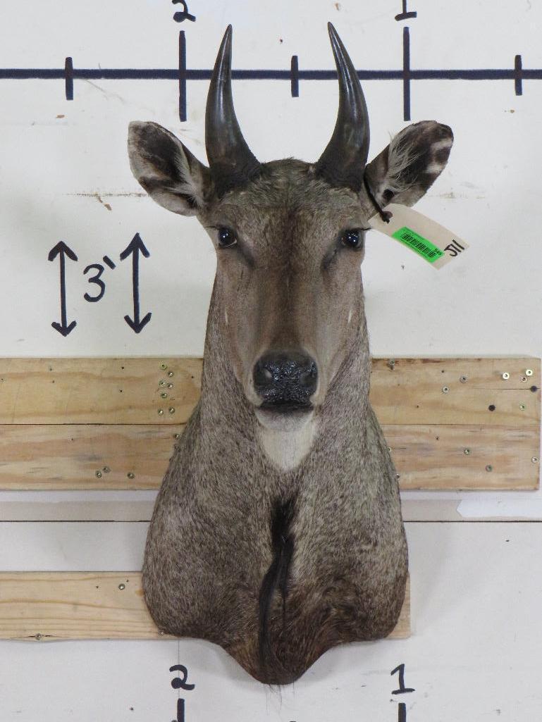 Nilgai Sh Mt TAXIDERMY