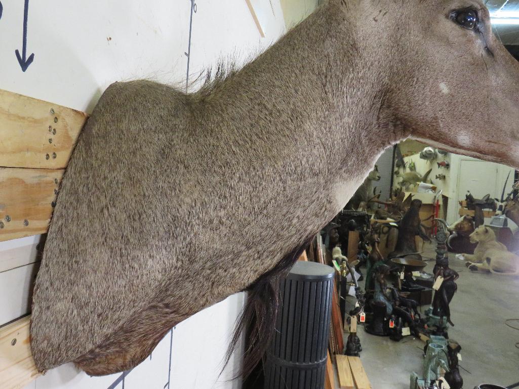 Nilgai Sh Mt TAXIDERMY