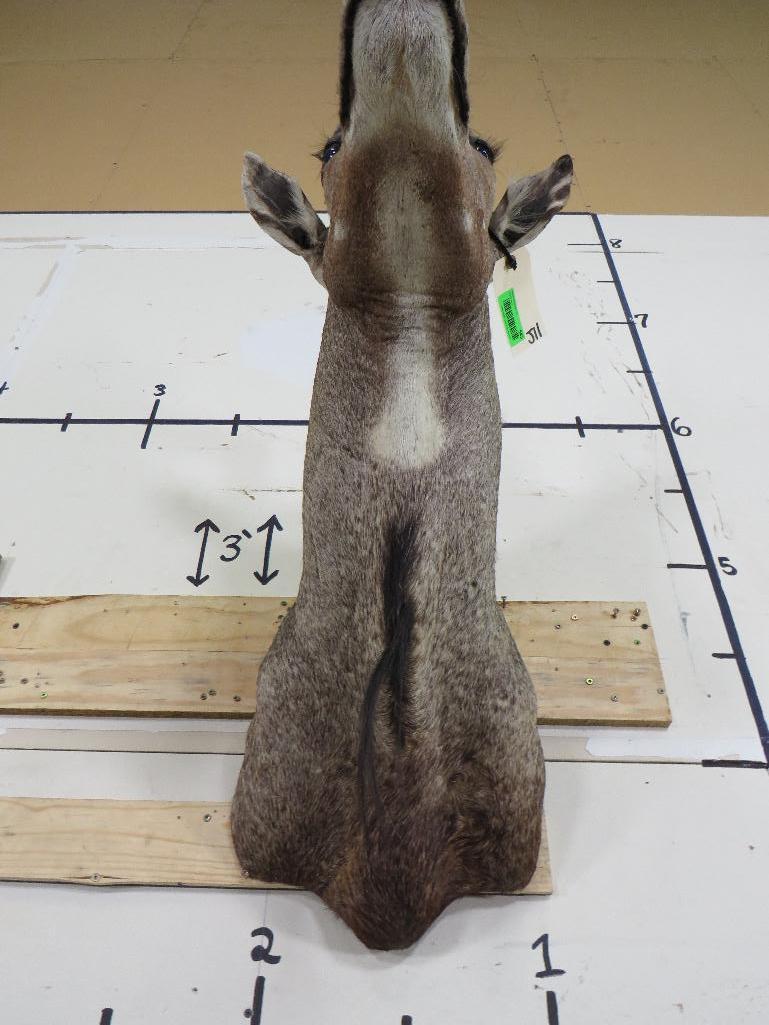 Nilgai Sh Mt TAXIDERMY