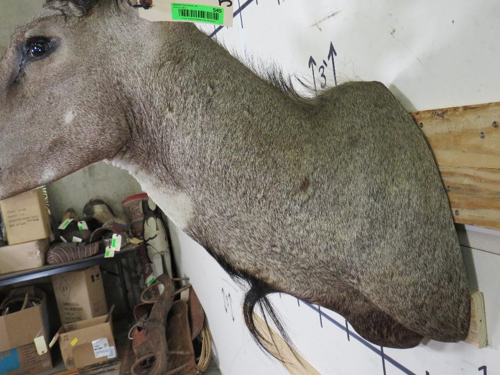 Nilgai Sh Mt TAXIDERMY