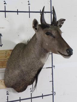 Nilgai Sh Mt TAXIDERMY