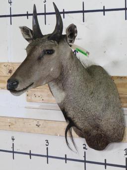 Nilgai Sh Mt TAXIDERMY